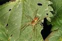Dolomedes_fimbriatus_D8314_Z_90_Les Gris_Frankrijk